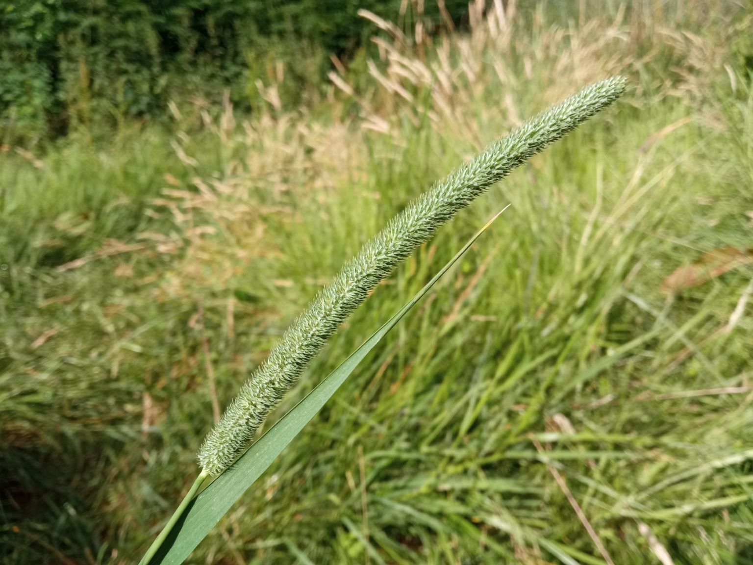 Phleum pratense