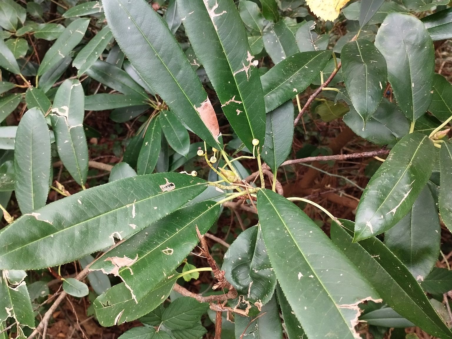 Photinia serratifolia
