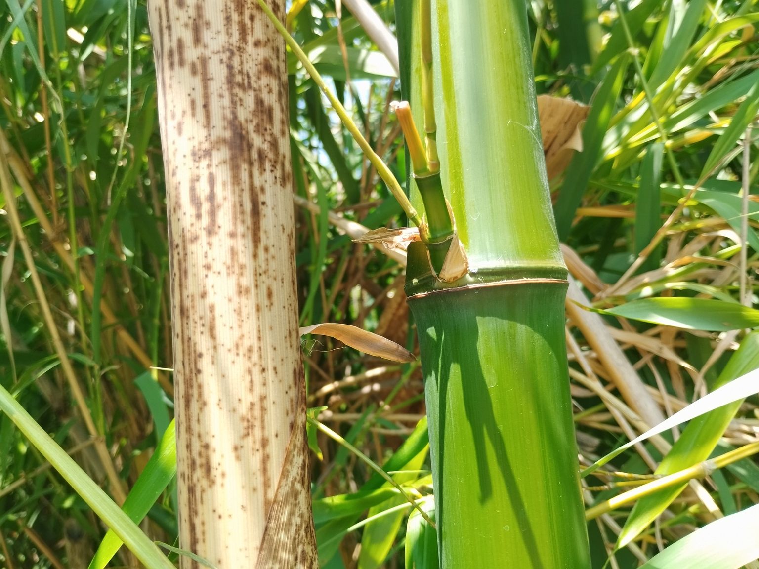 Phyllostachys viridiglaucescens