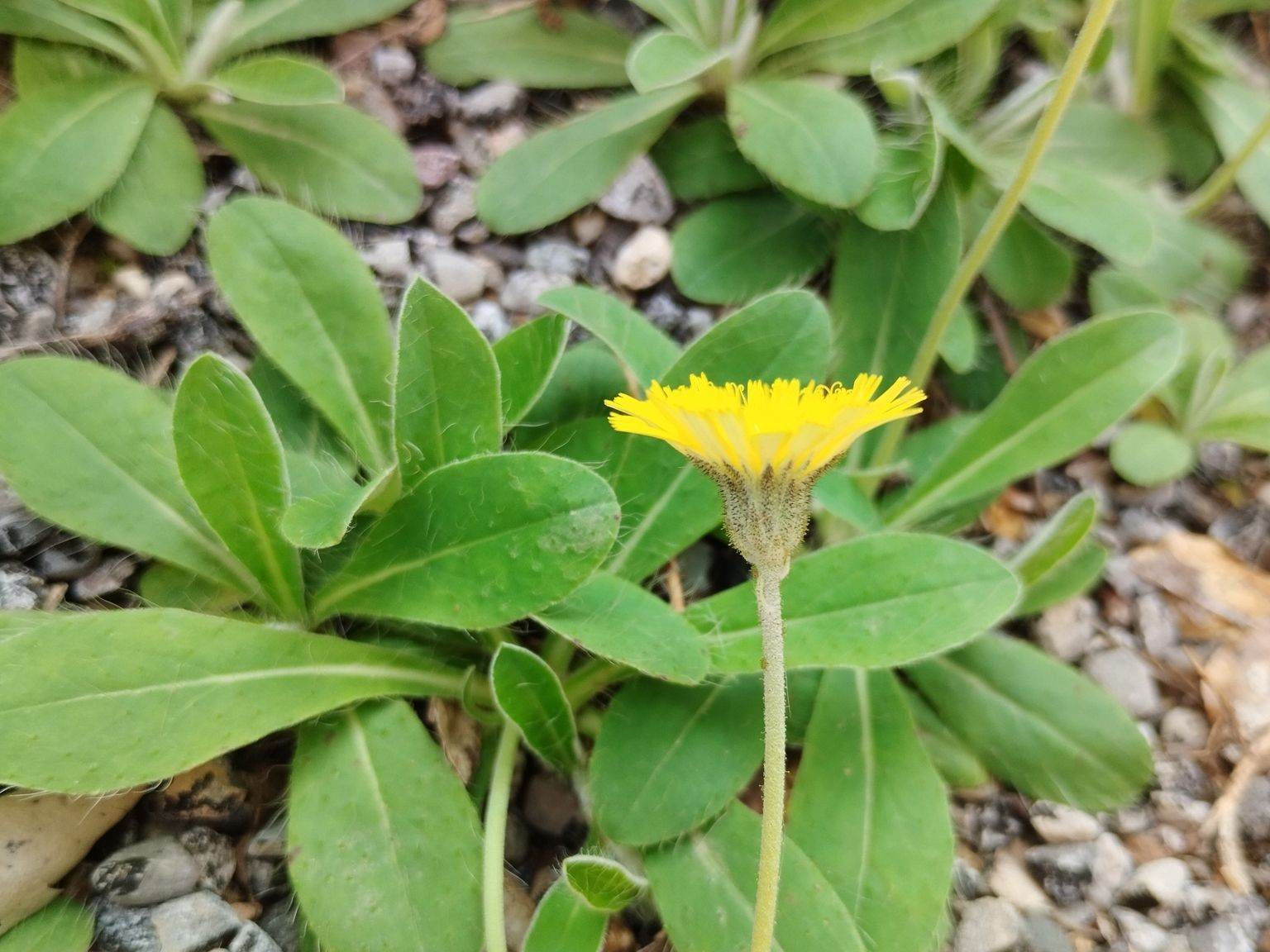Pilosella officinarum subtardans