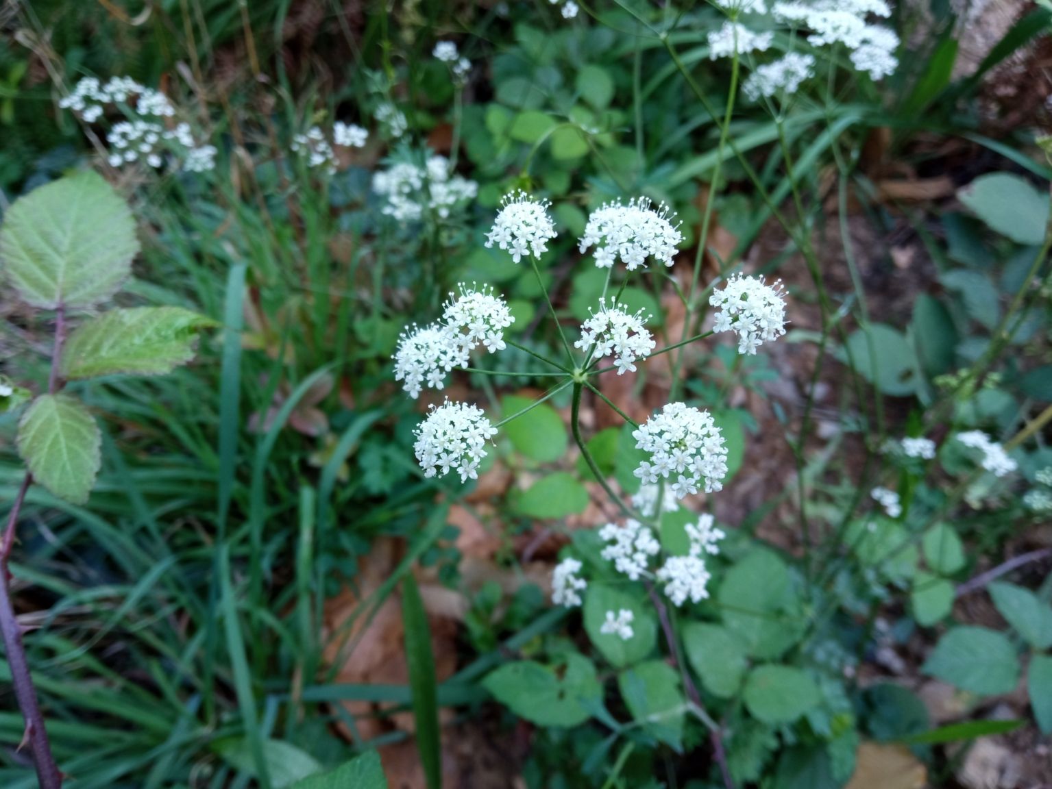 Pimpinella saxifraga