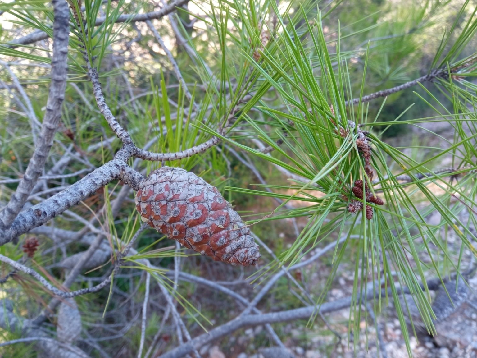 Pinus halepensis