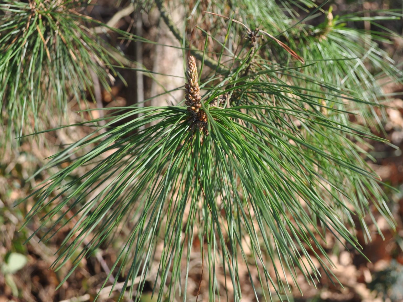 Pinus radiata