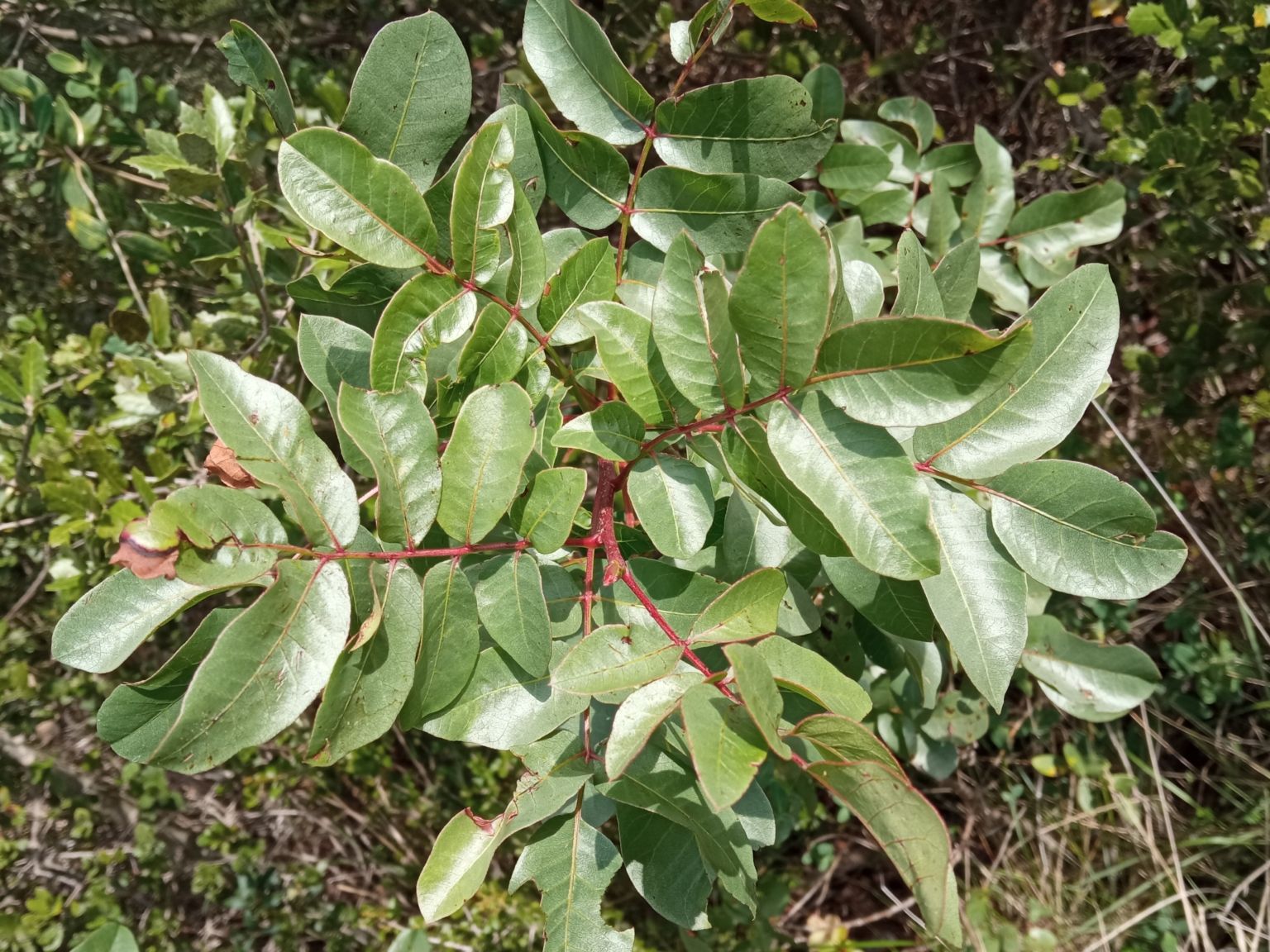 Pistacia terebinthus