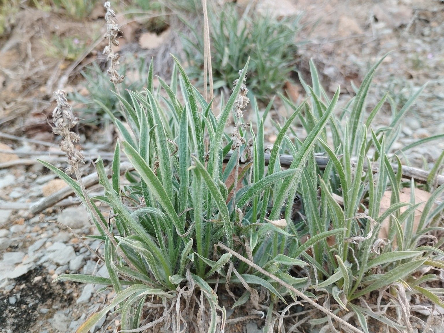 Plantago albicans