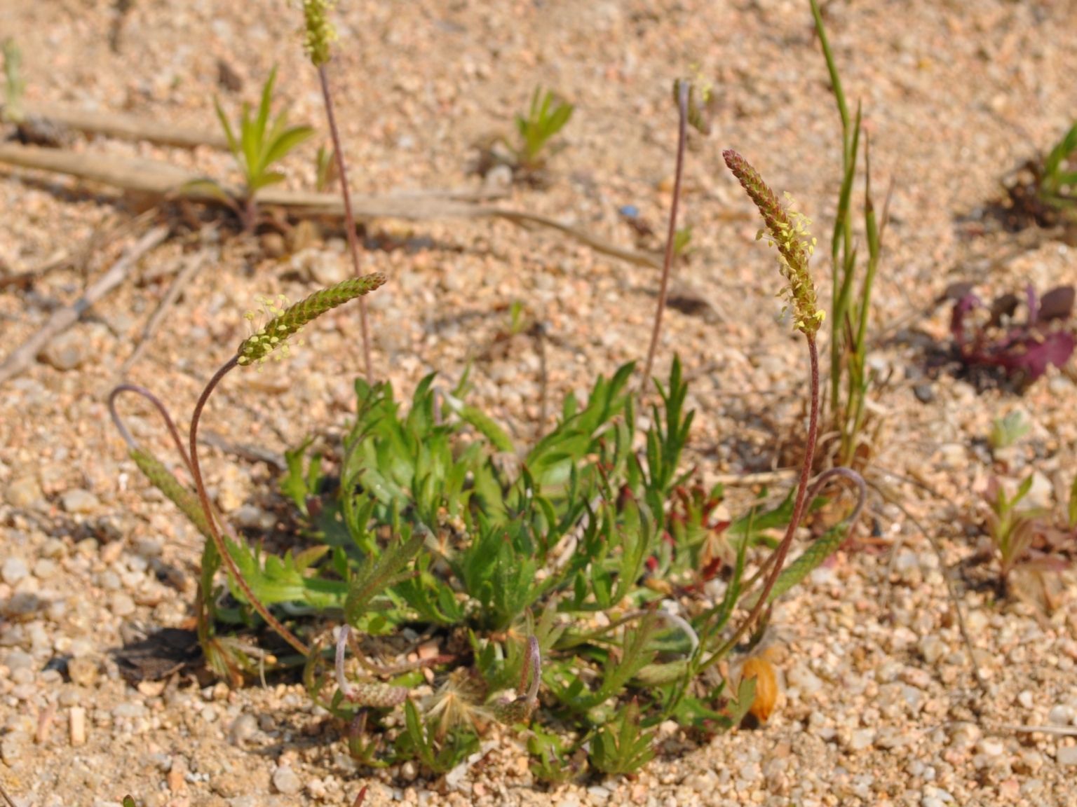 Plantago coronopus