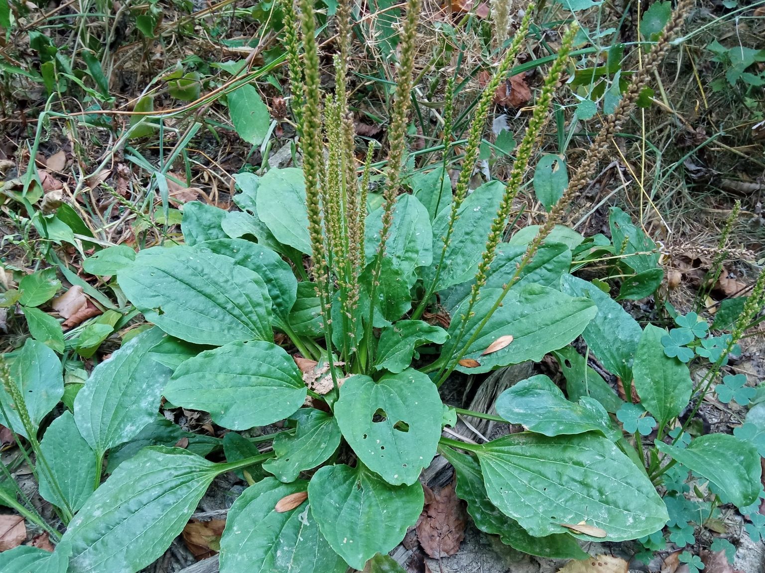 Plantago major major