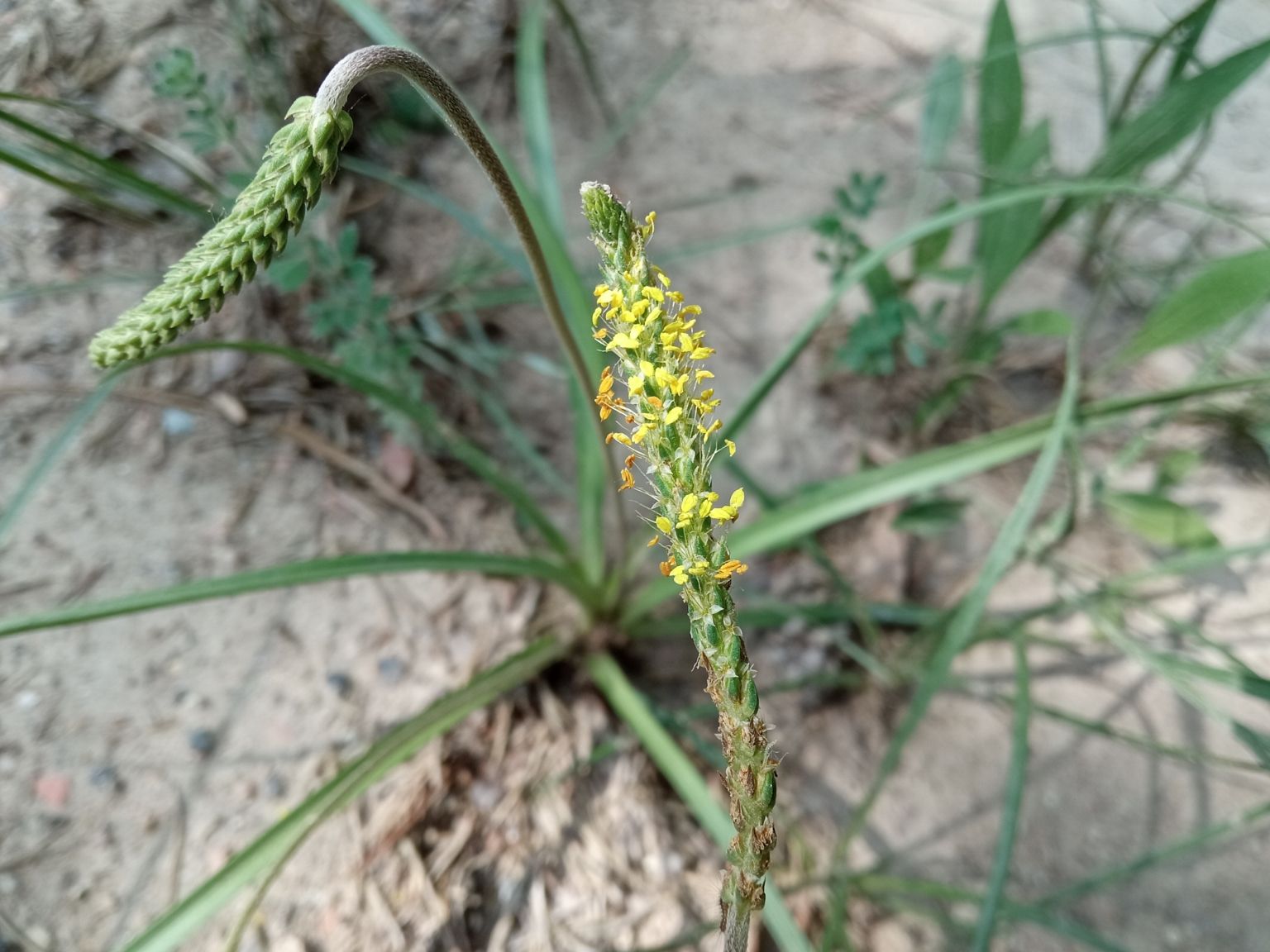Plantago maritima serpentina