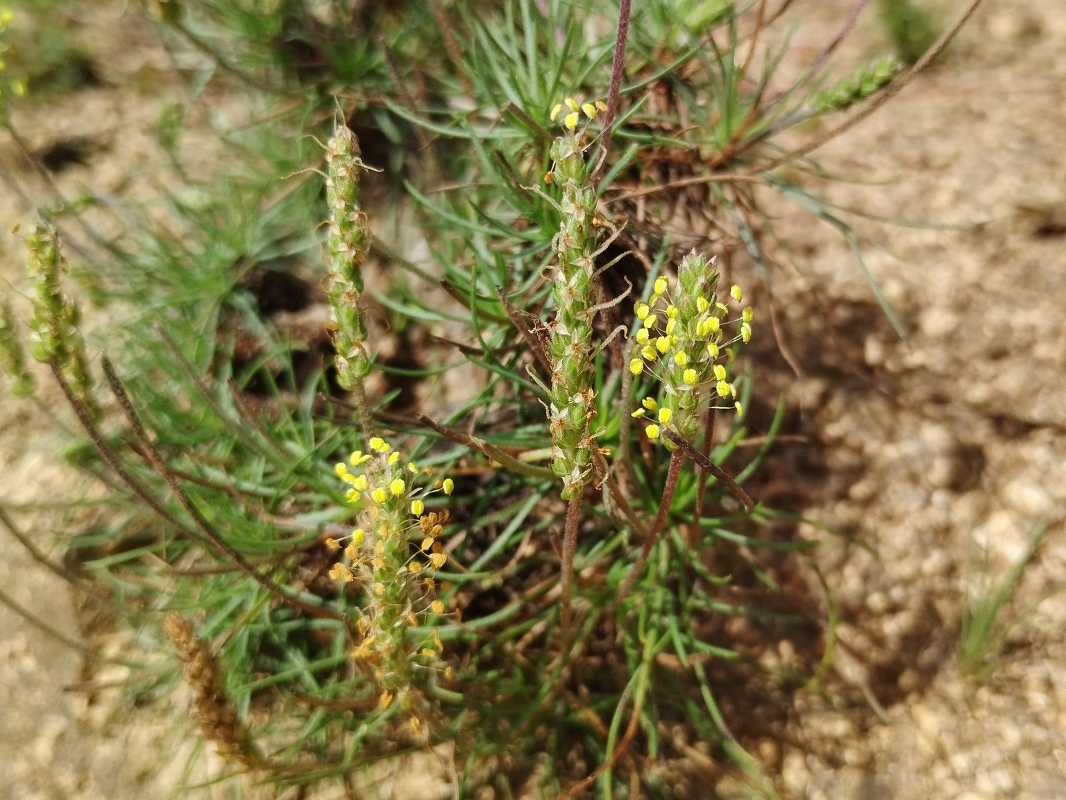 Plantago subulata
