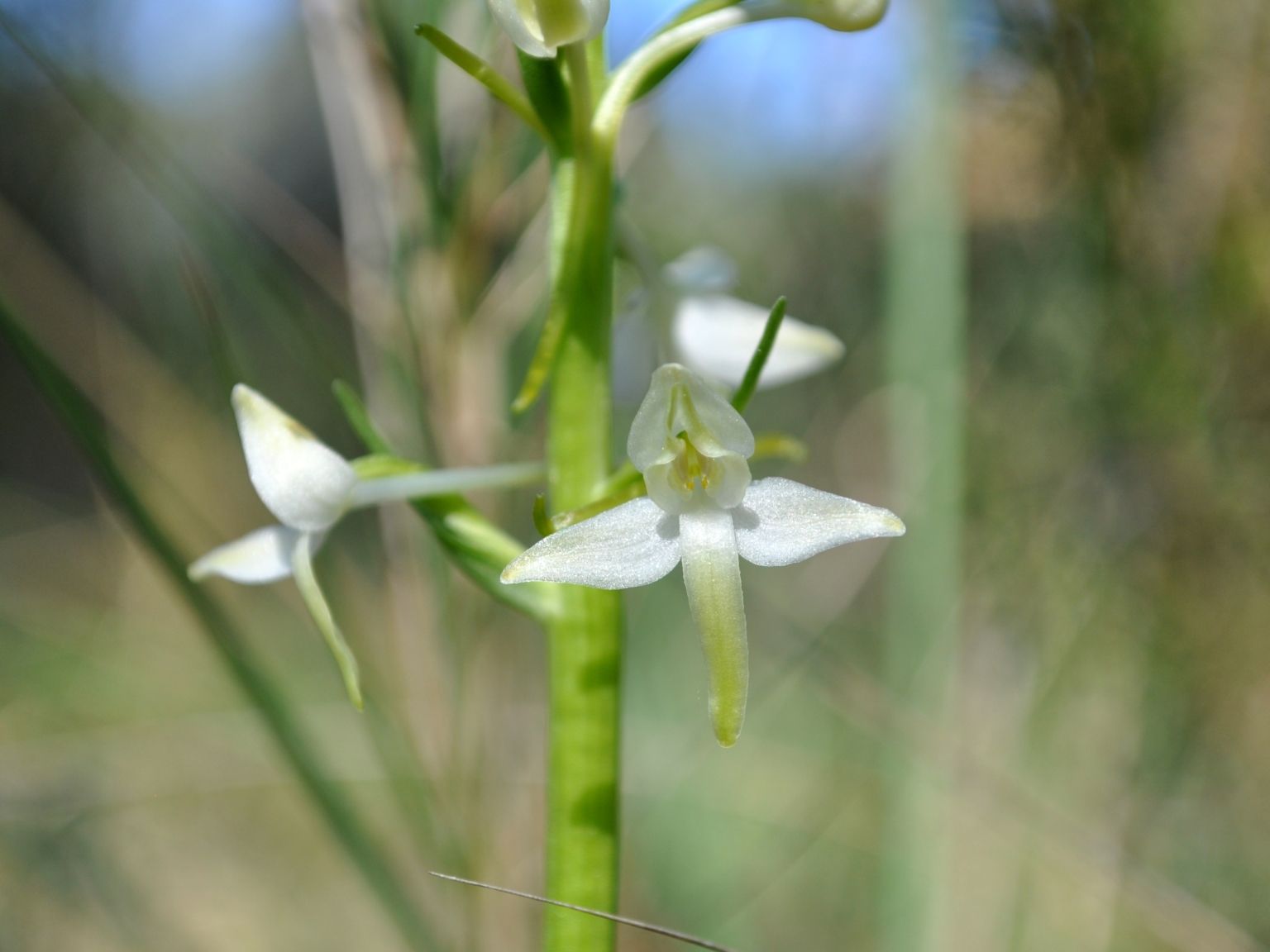 Platanthera bifolia