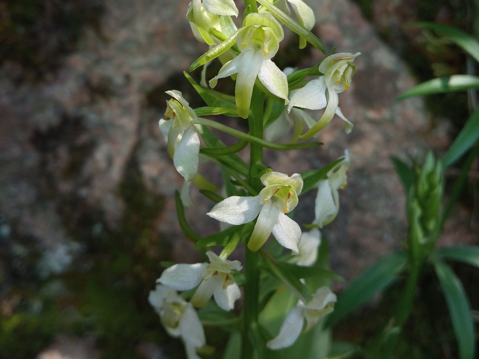 Platanthera chlorantha