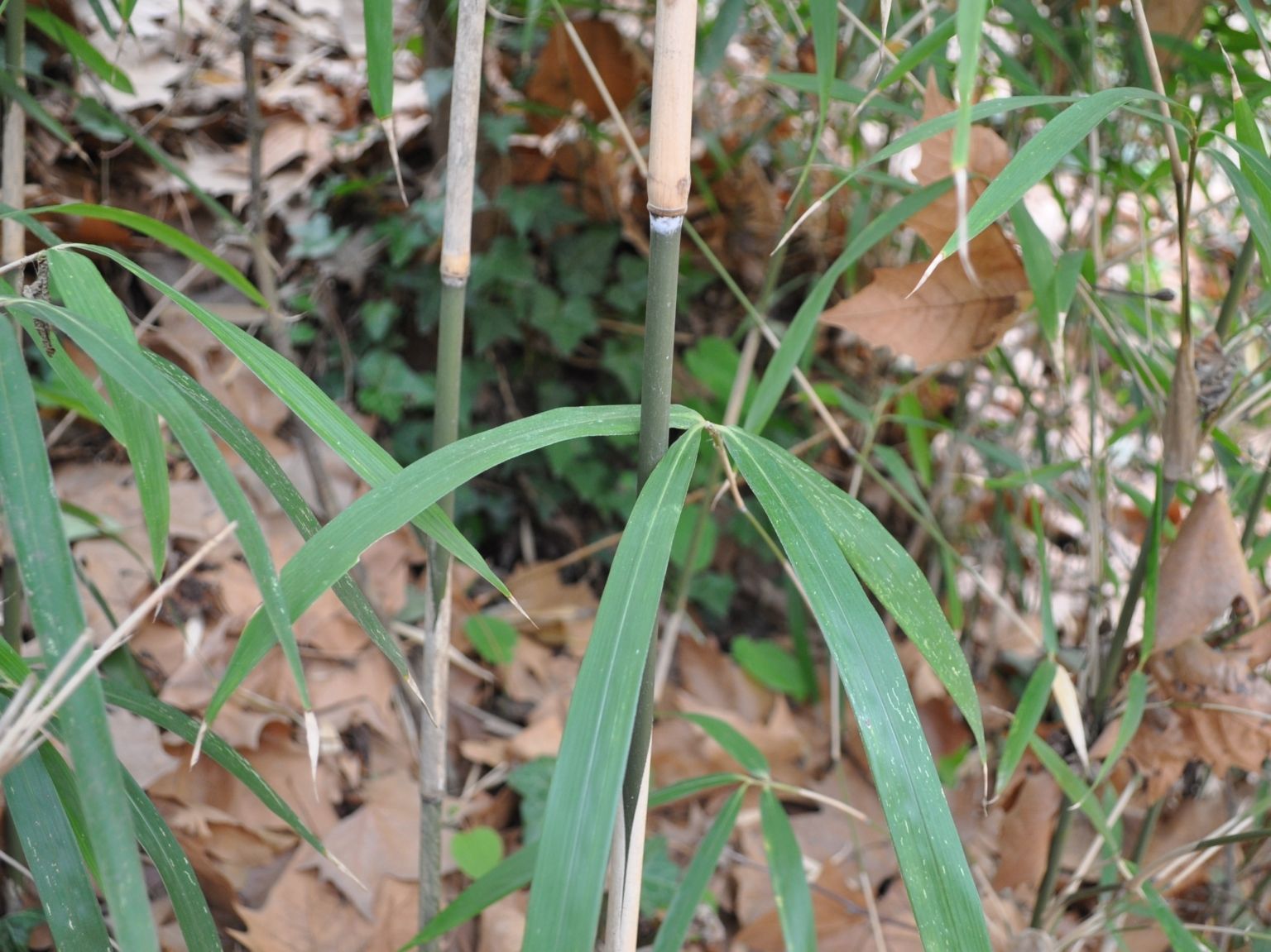 Pleioblastus simonii