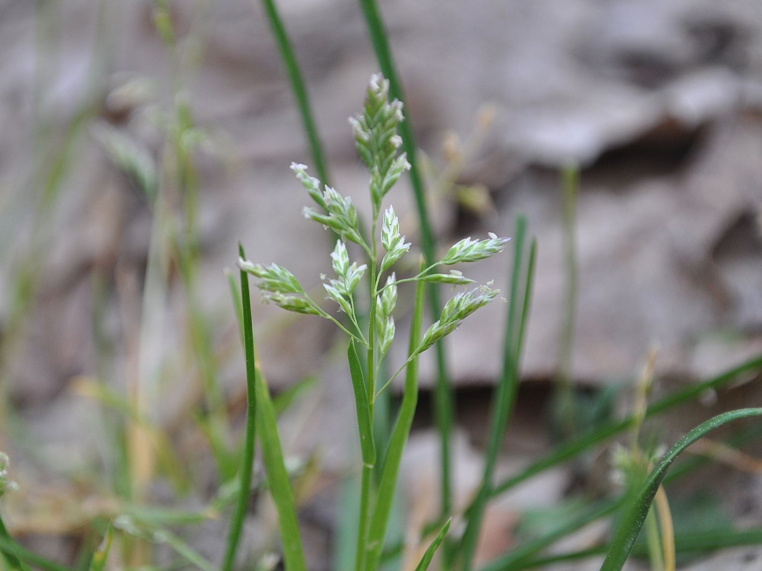 Poa annua annua