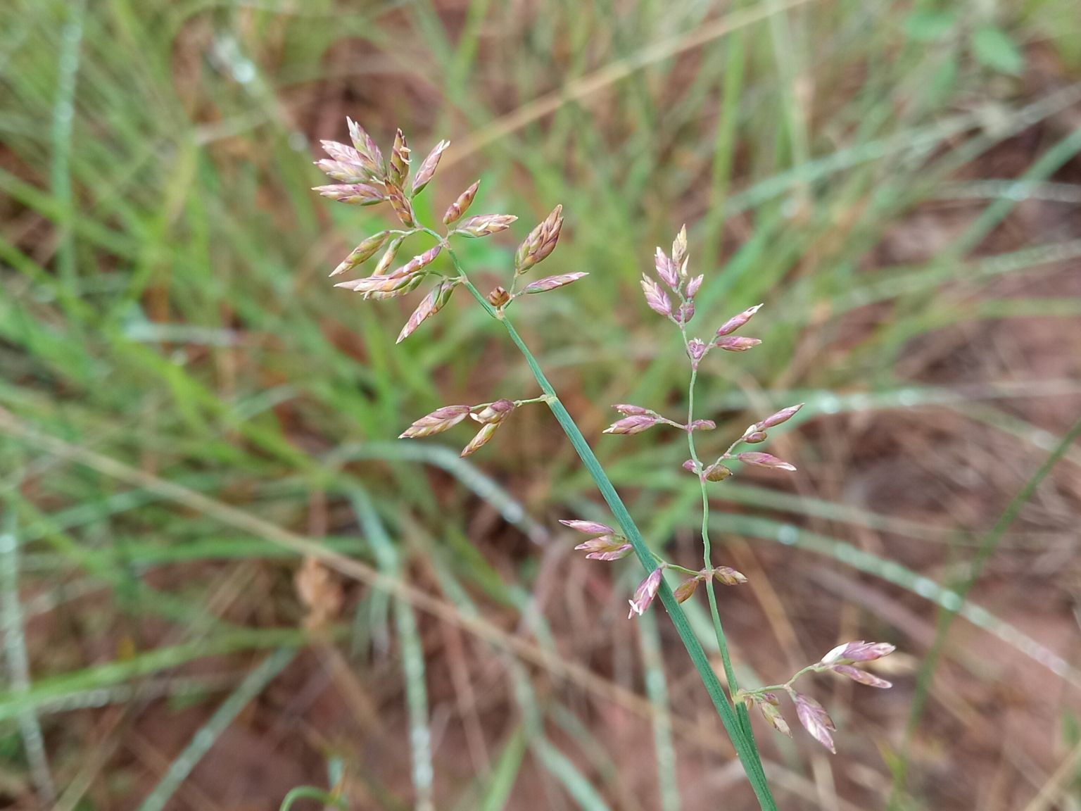 Poa compressa