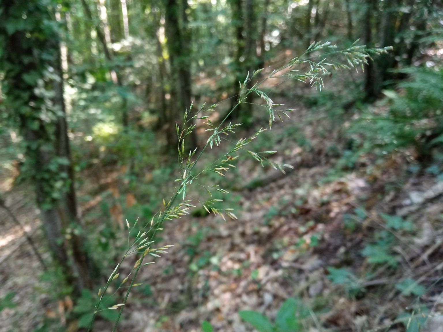 Poa nemoralis