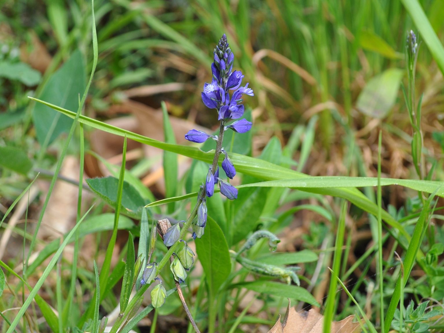 Polygala vulgaris