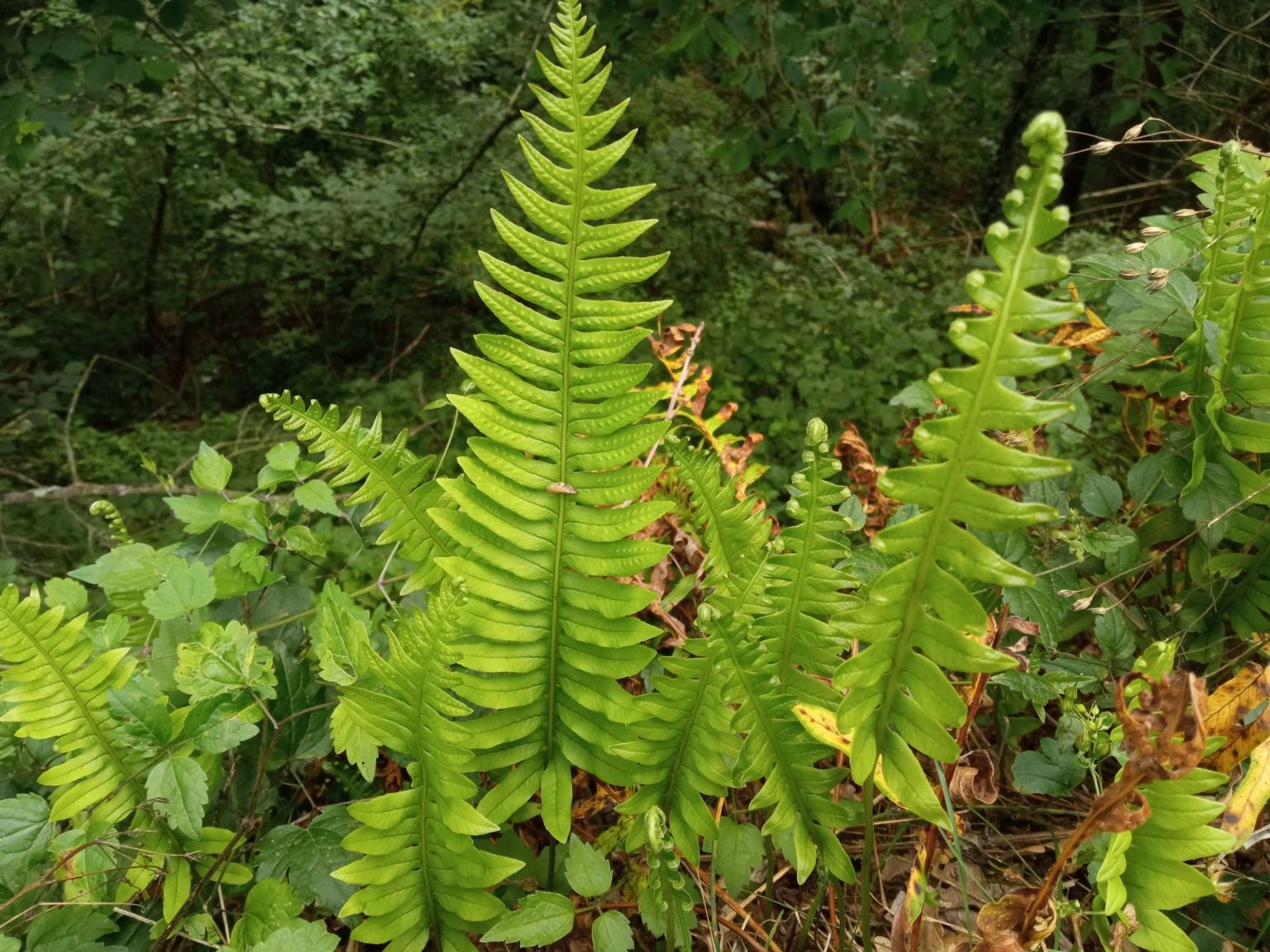Polypodium interjectum