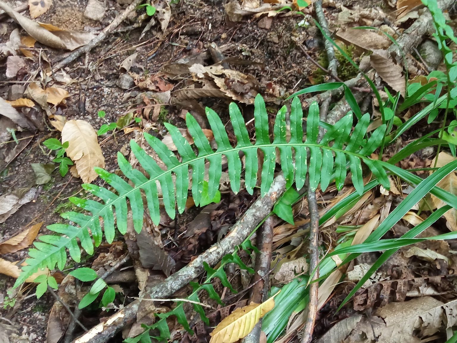 Polypodium vulgare