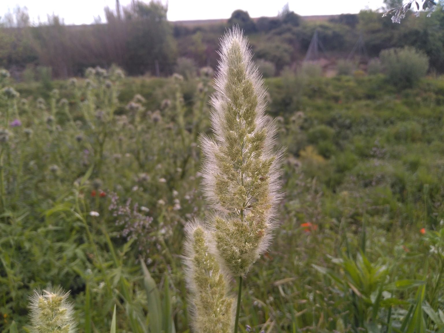 Polypogon monspeliensis