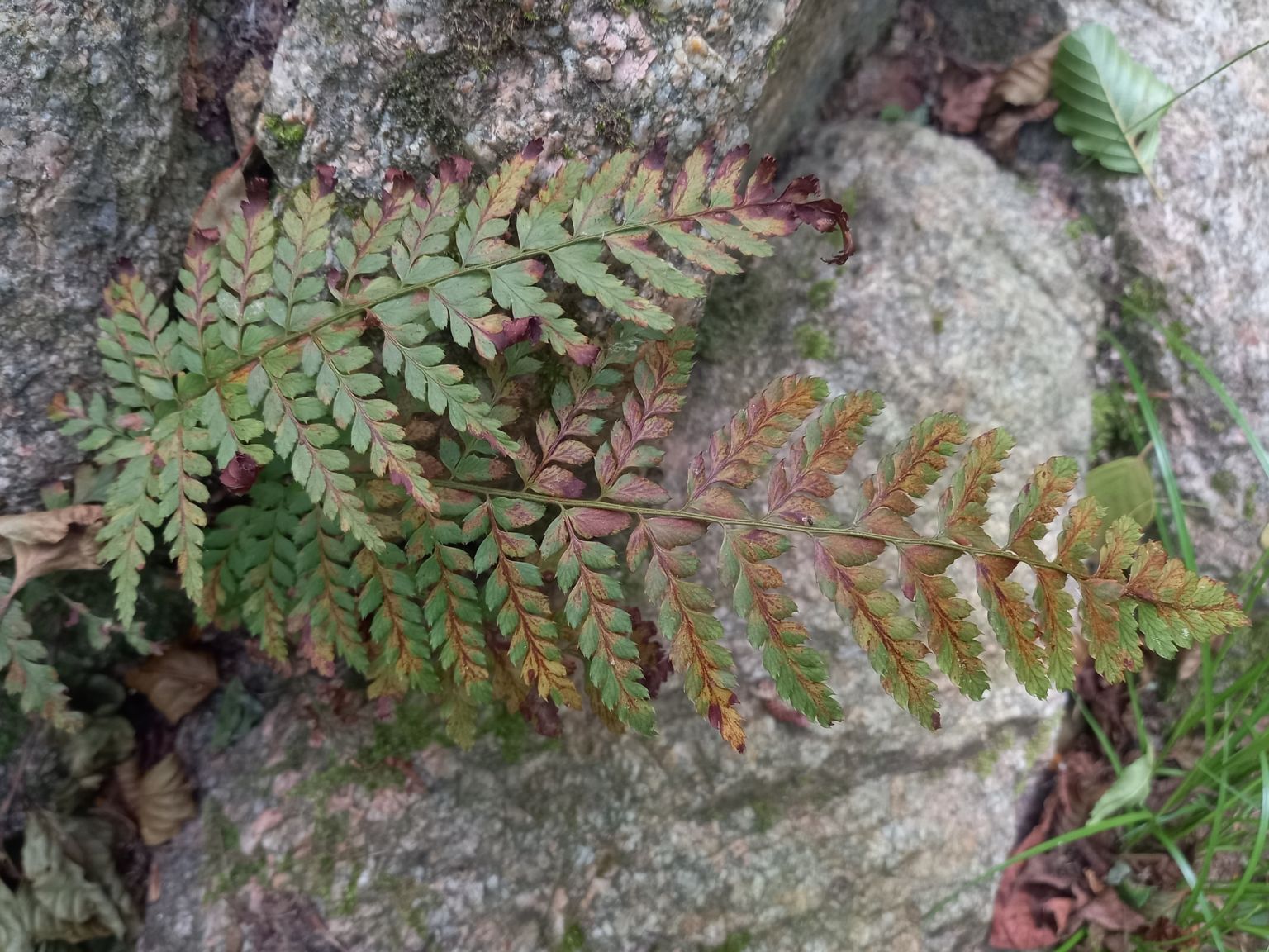 Polystichum aculeatum