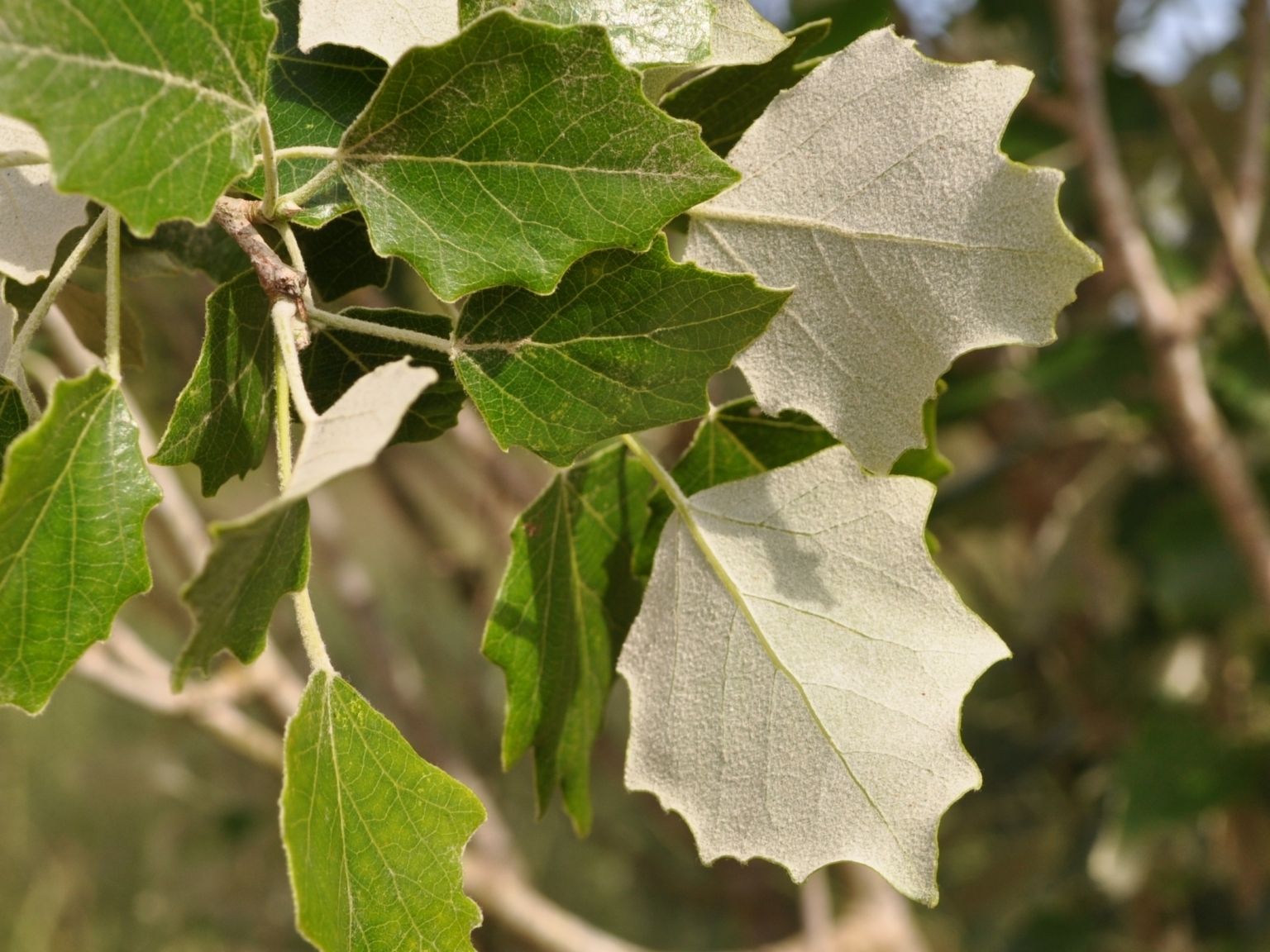 Populus alba