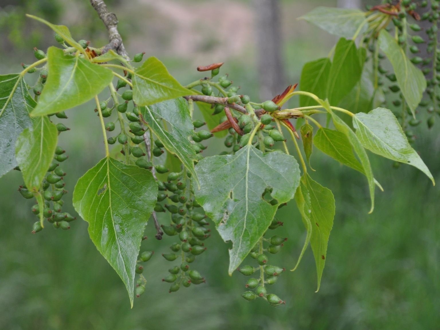 Populus nigra