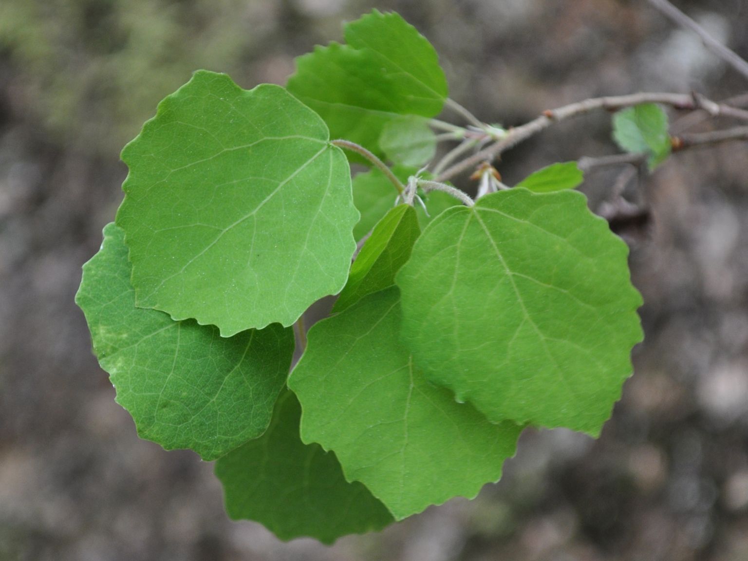 Populus tremula tremula