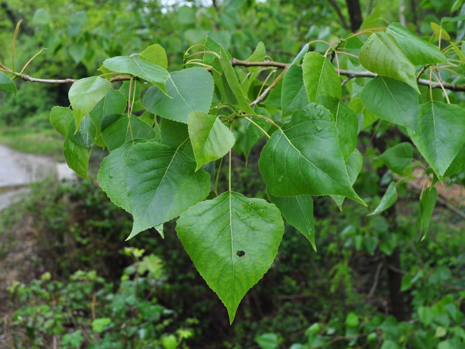 Populus ×canadensis
