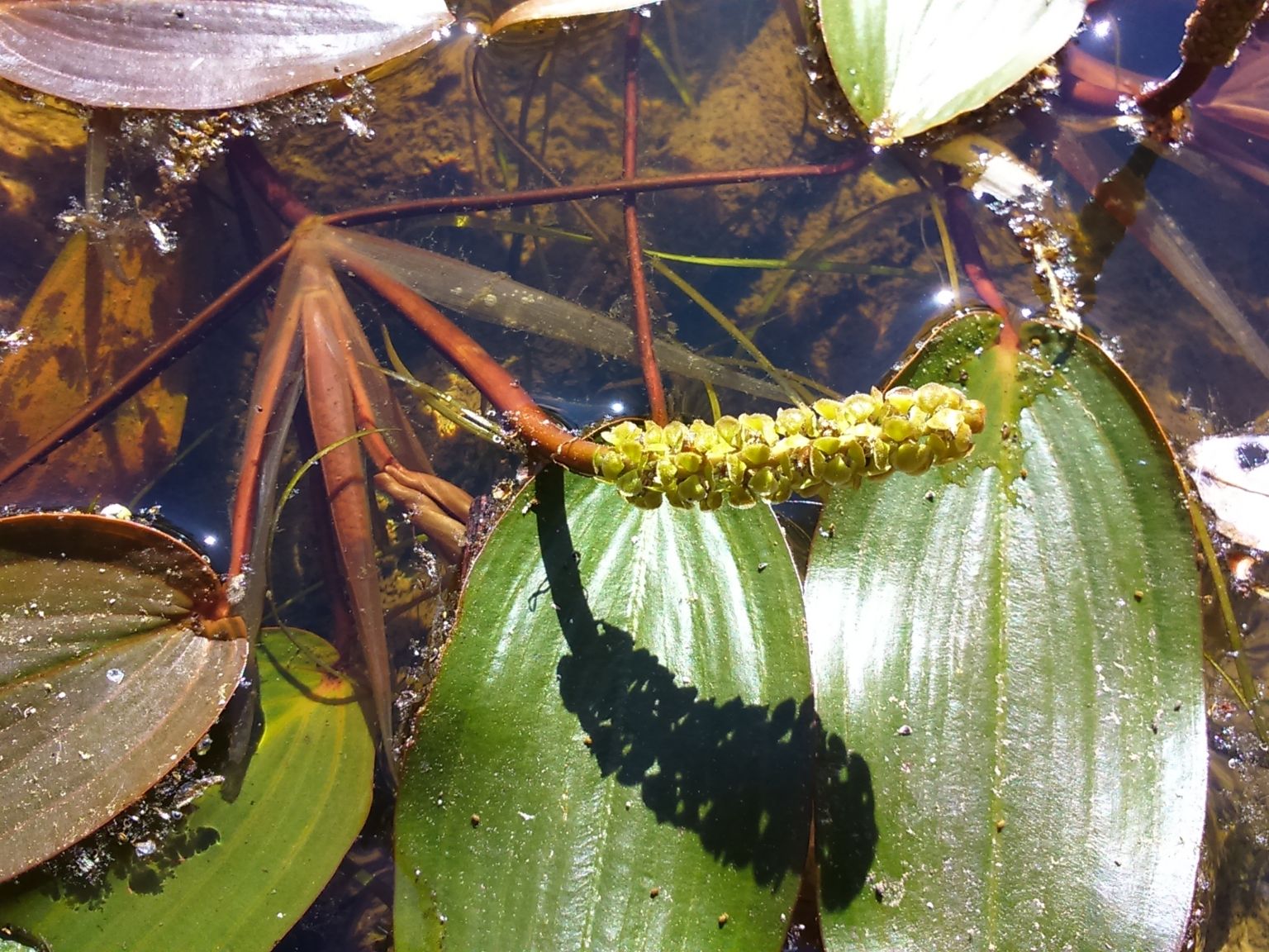 Potamogeton natans