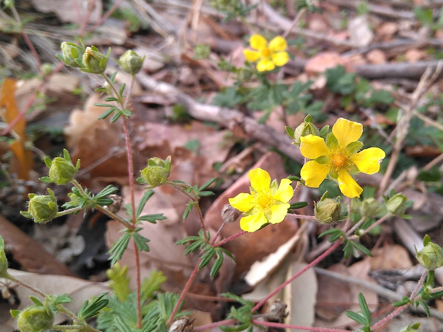 Potentilla argentea