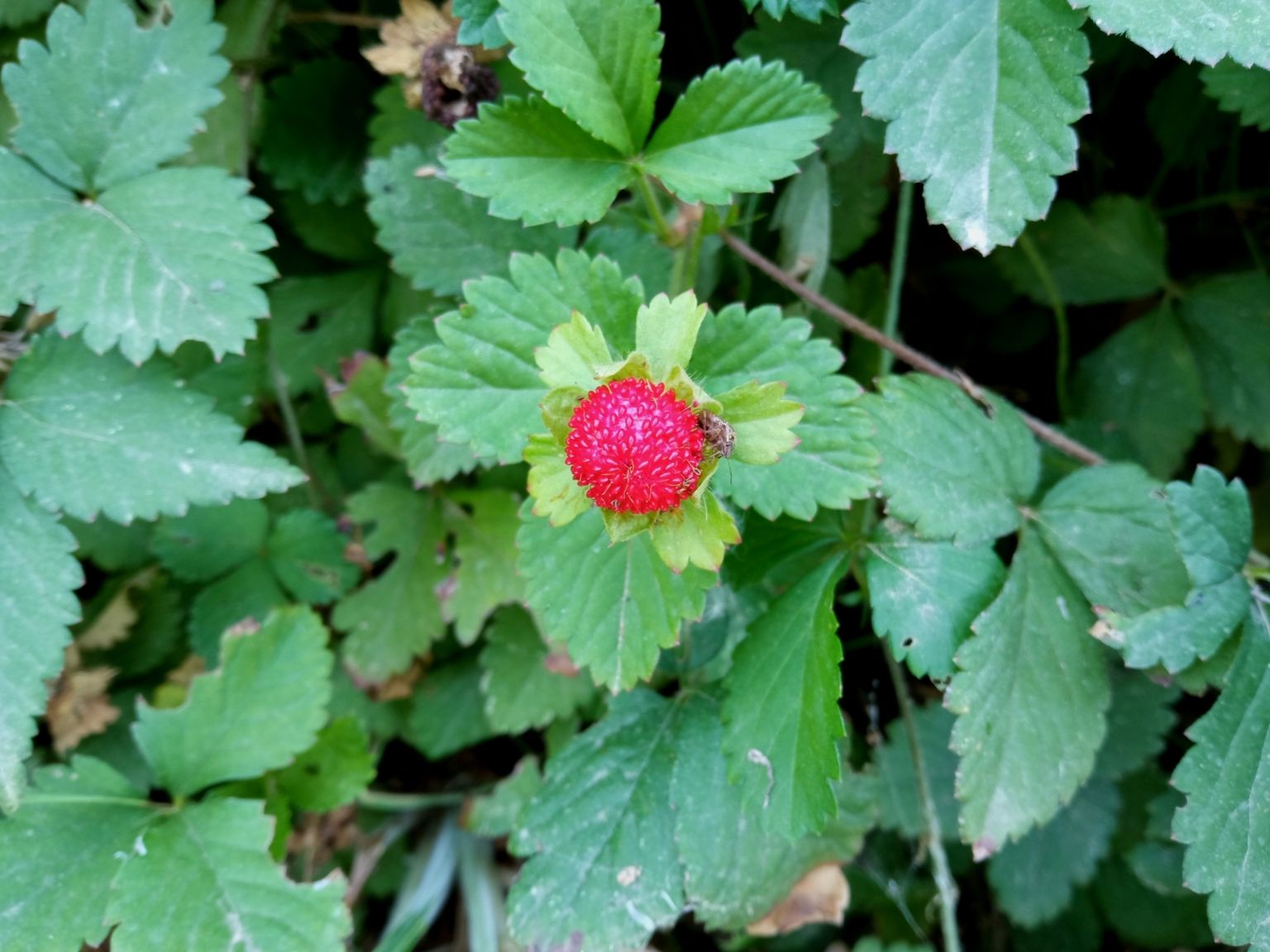 Potentilla indica