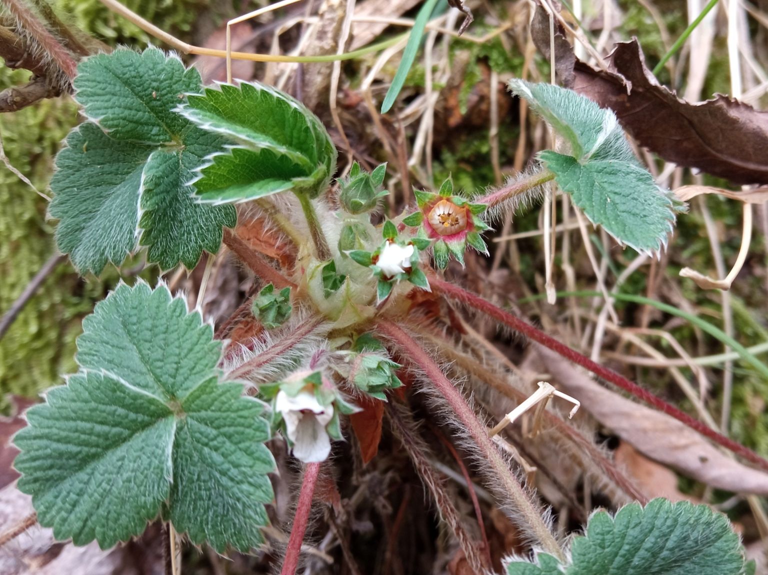 Potentilla micrantha