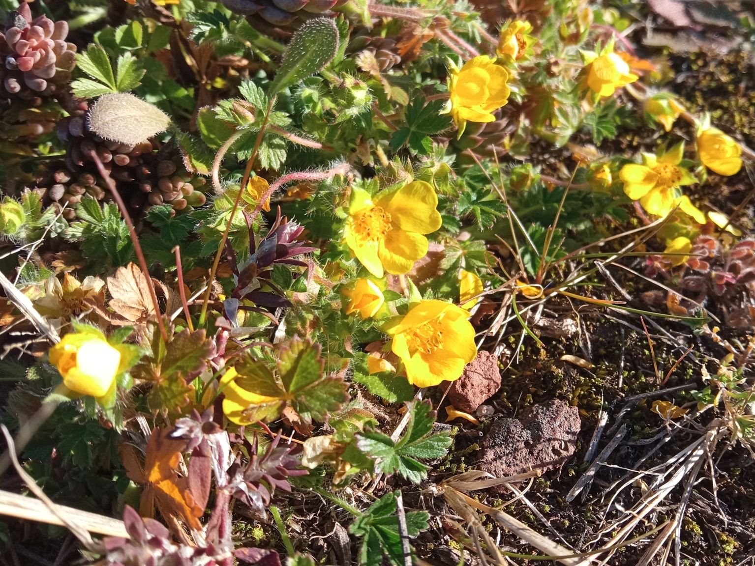 Potentilla neumanniana