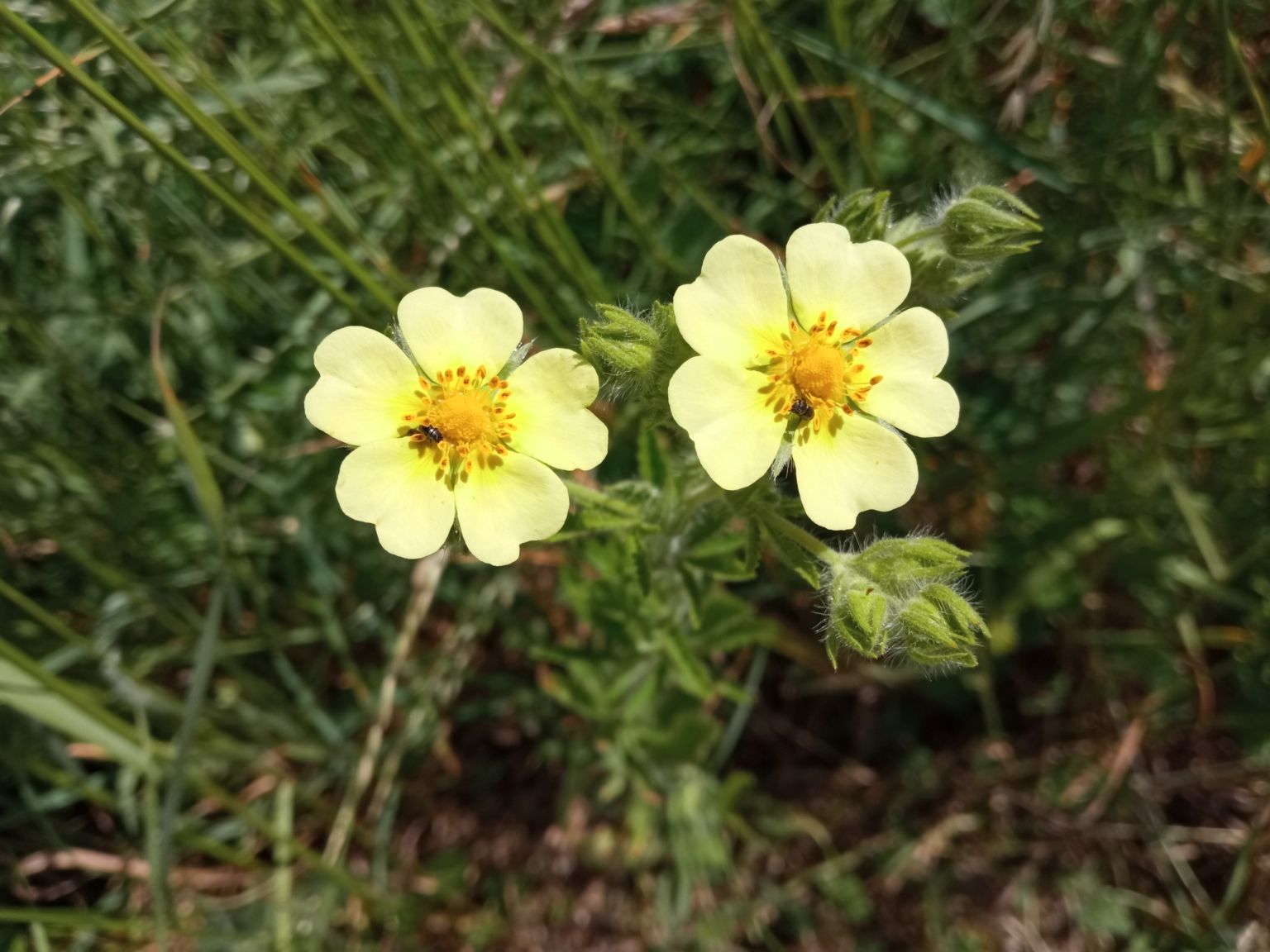 Potentilla recta
