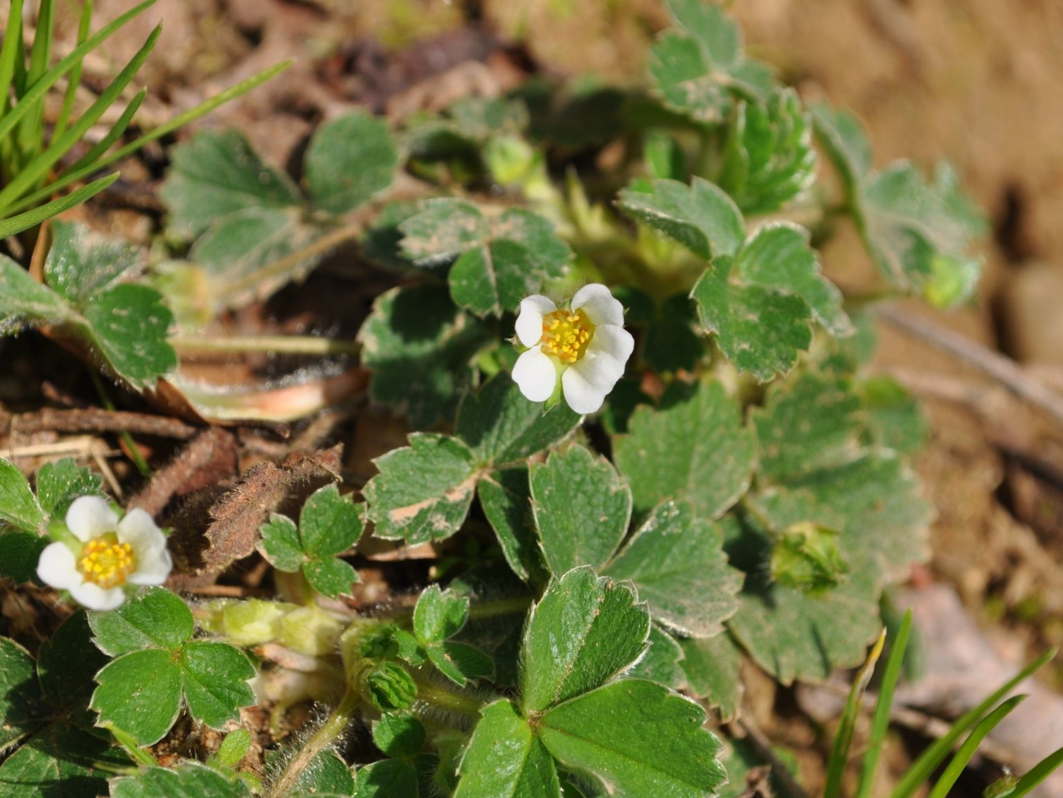 Potentilla sterilis