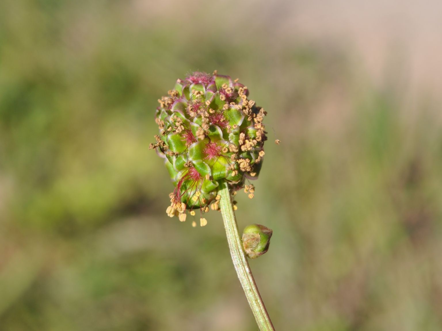 Poterium sanguisorba balearica