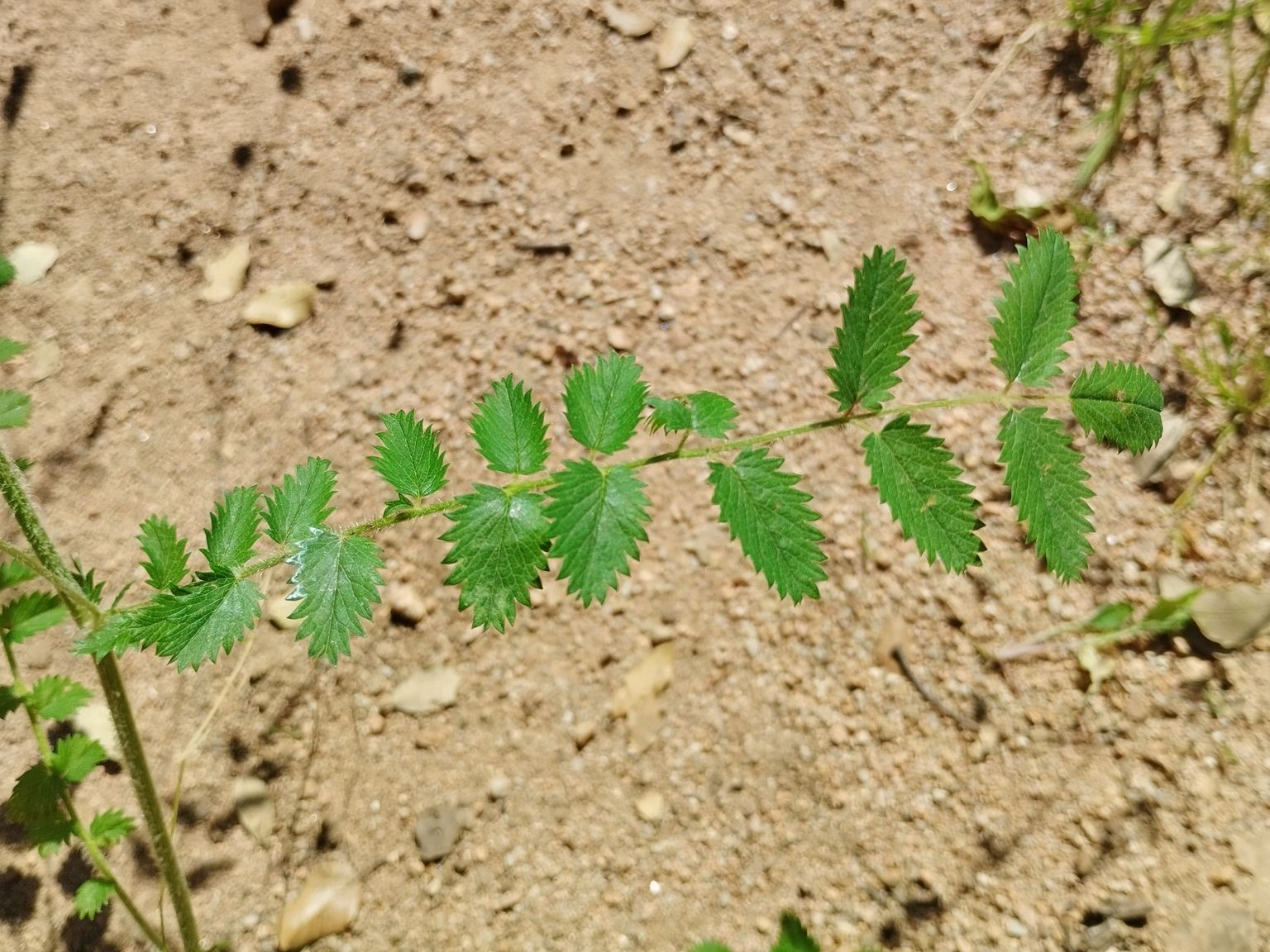 Poterium sanguisorba sanguisorba