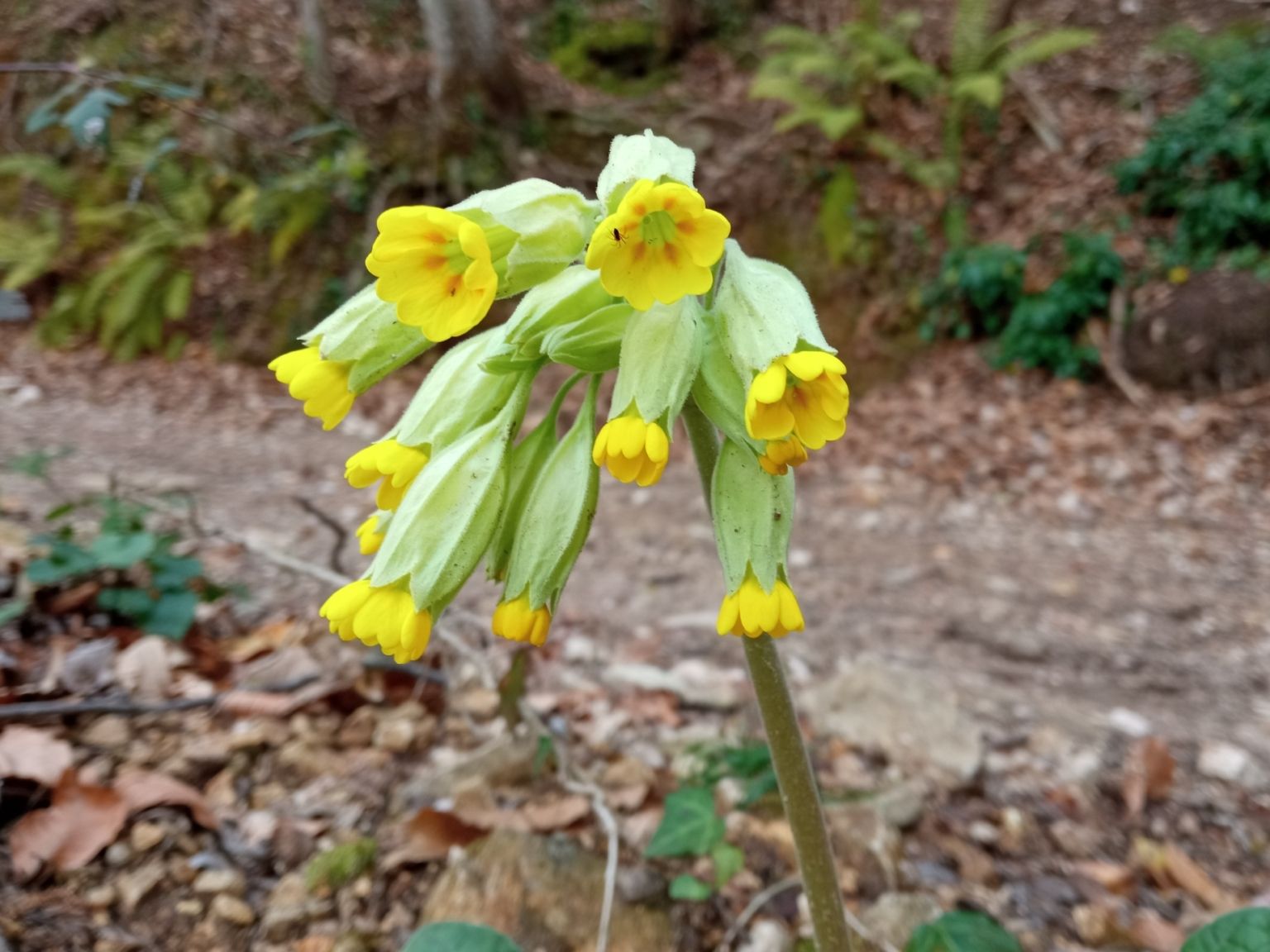 Primula veris