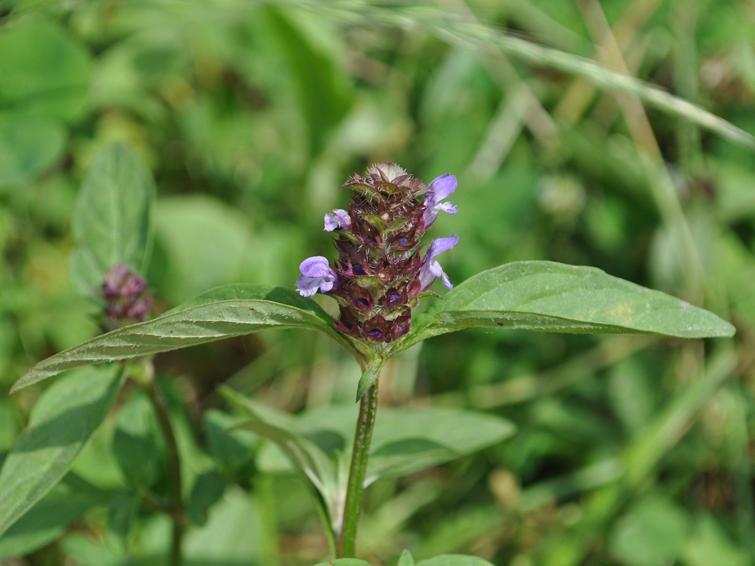 Prunella vulgaris