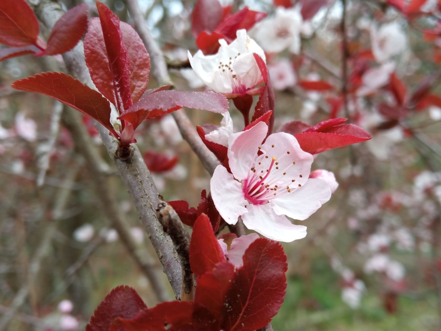 Prunus cerasifera