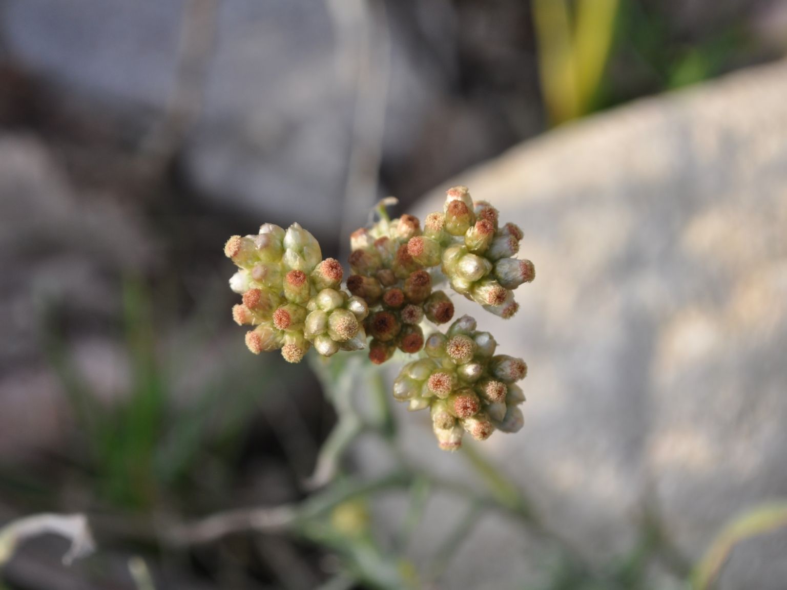 Pseudognaphalium luteoalbum