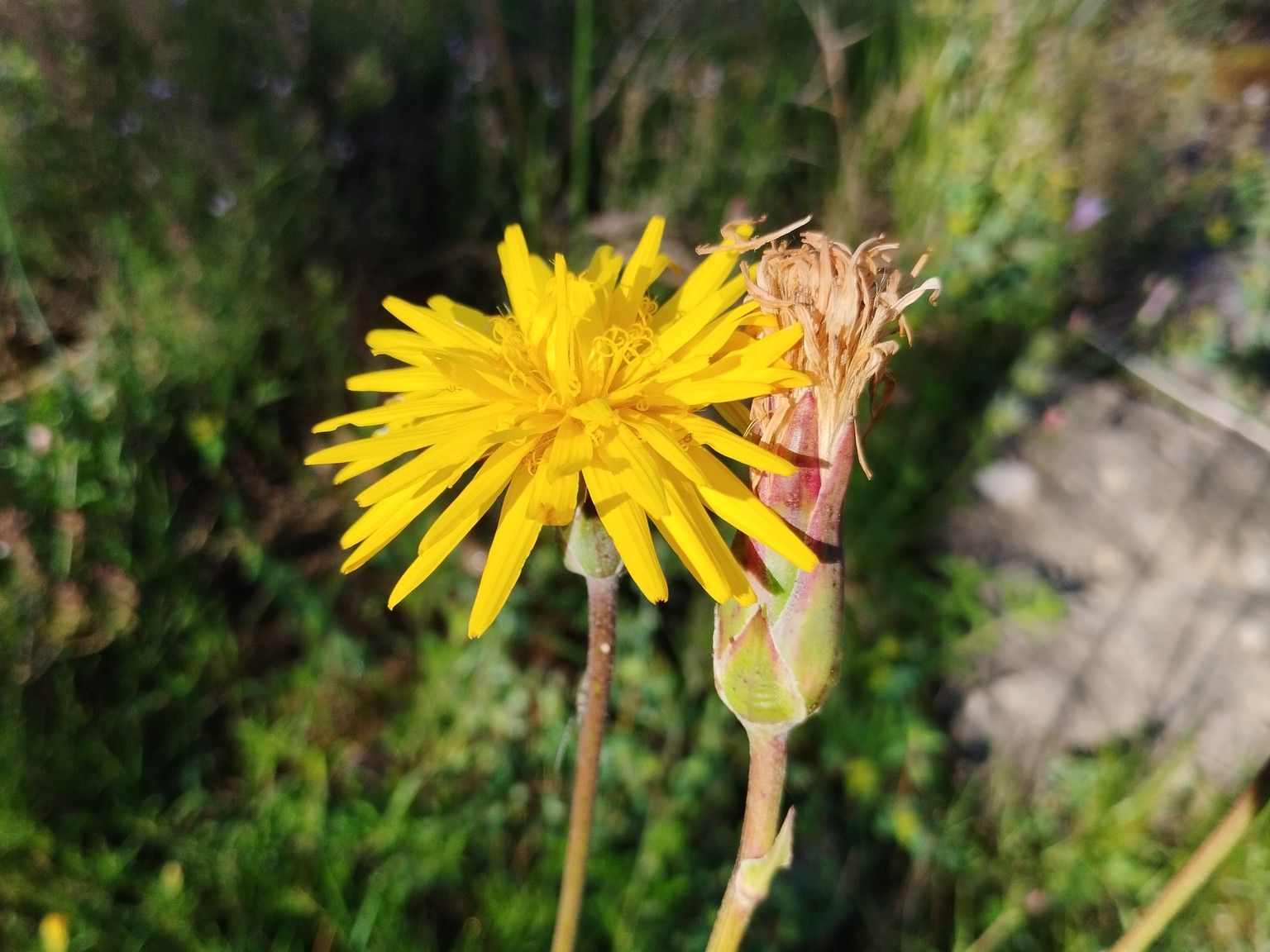 Pseudopodospermum hispanicum
