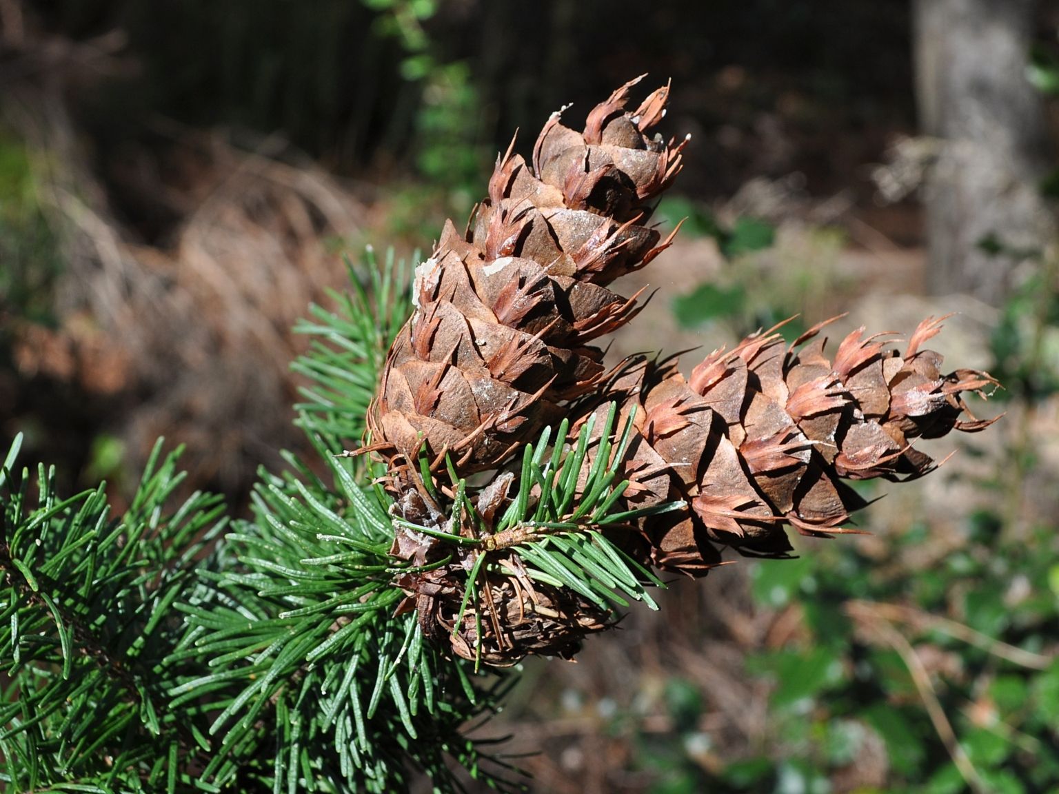 Pseudotsuga menziesii