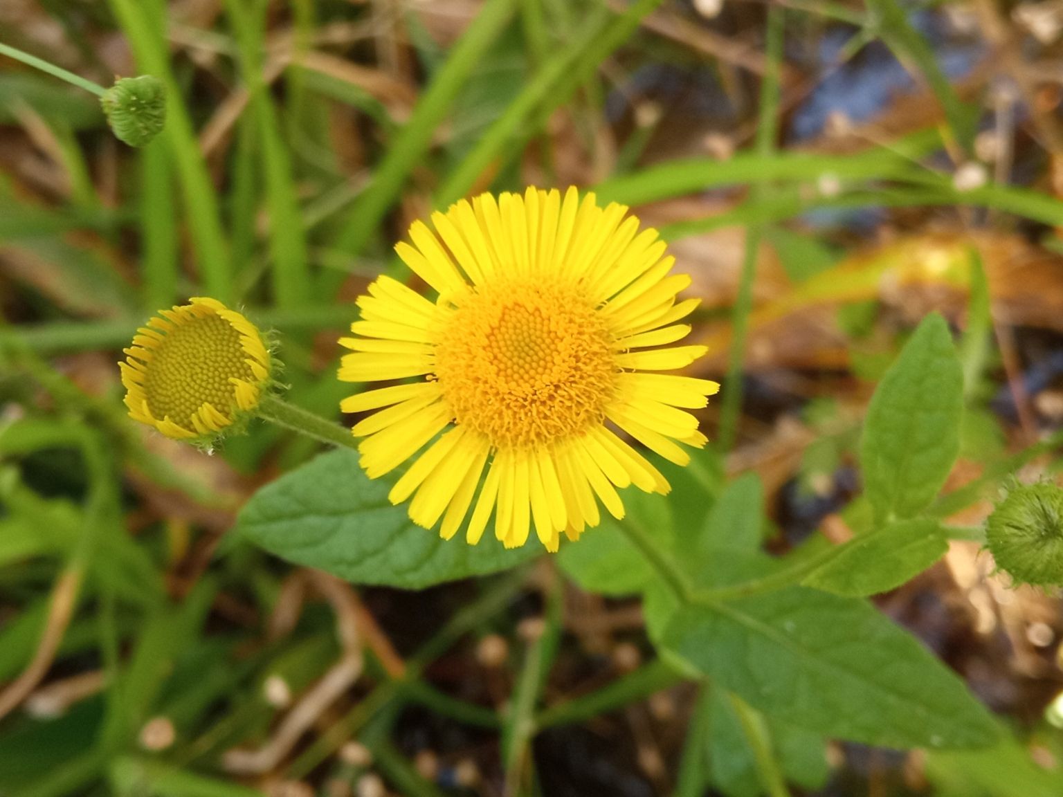 Pulicaria dysenterica dysenterica