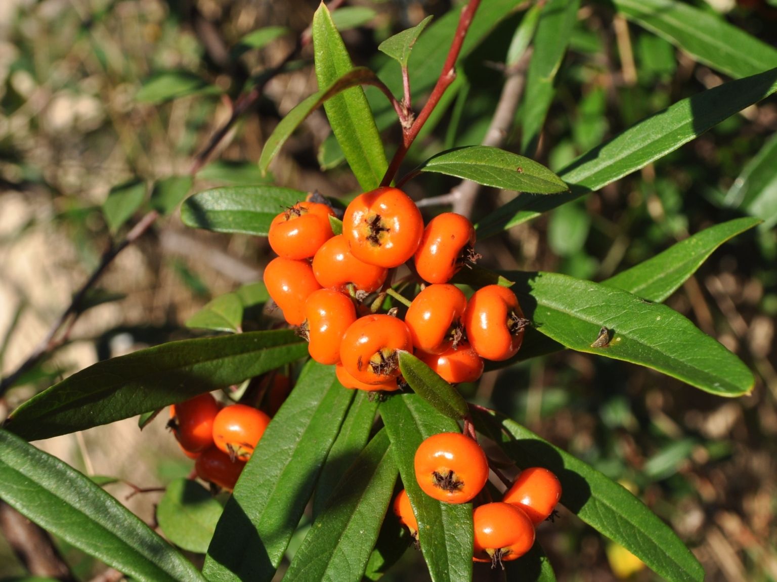 Pyracantha angustifolia