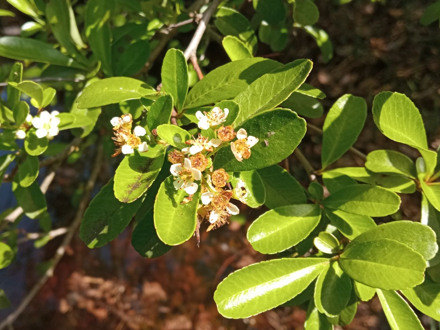 Pyracantha crenulata