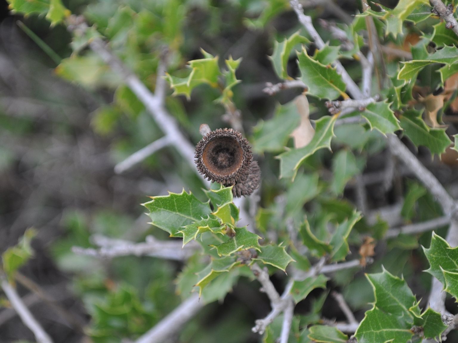 Quercus coccifera coccifera