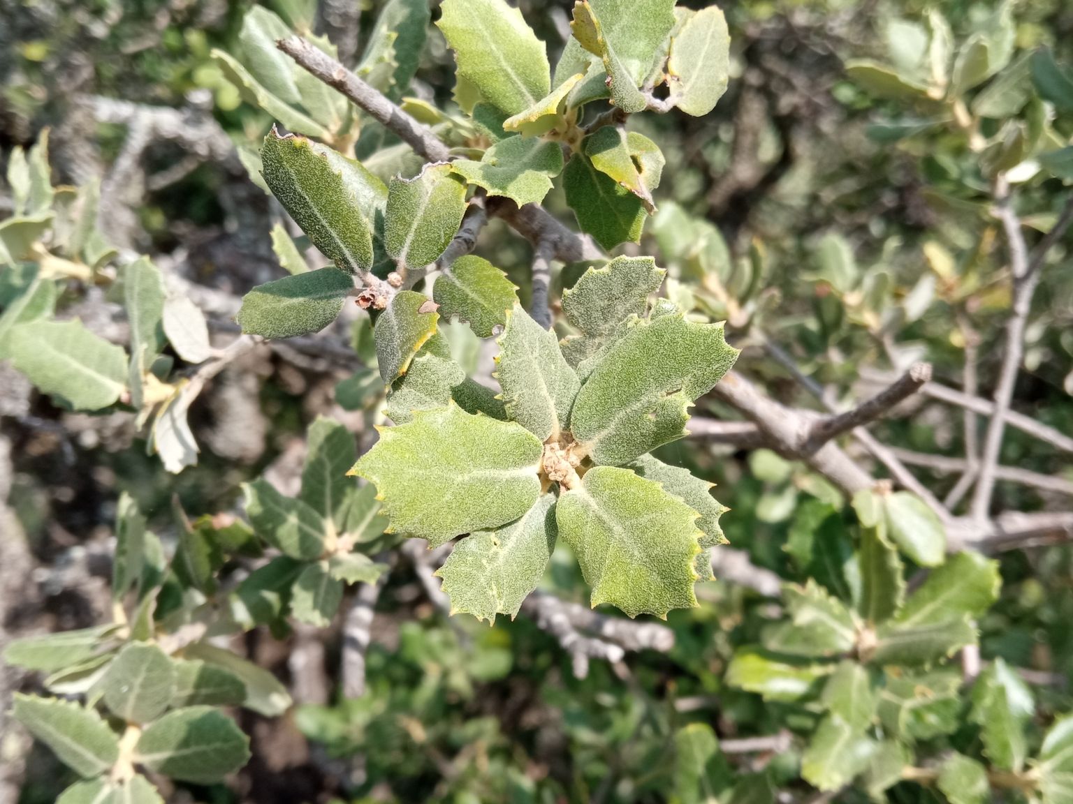 Quercus ilex rotundifolia
