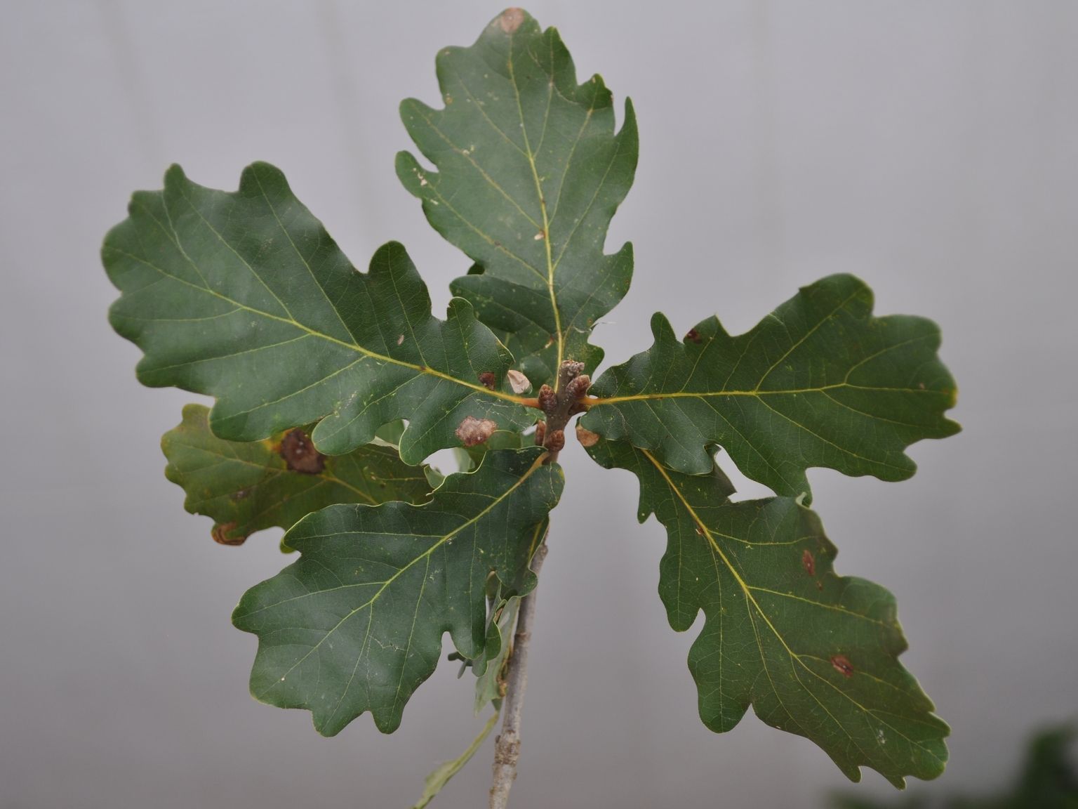 Quercus robur