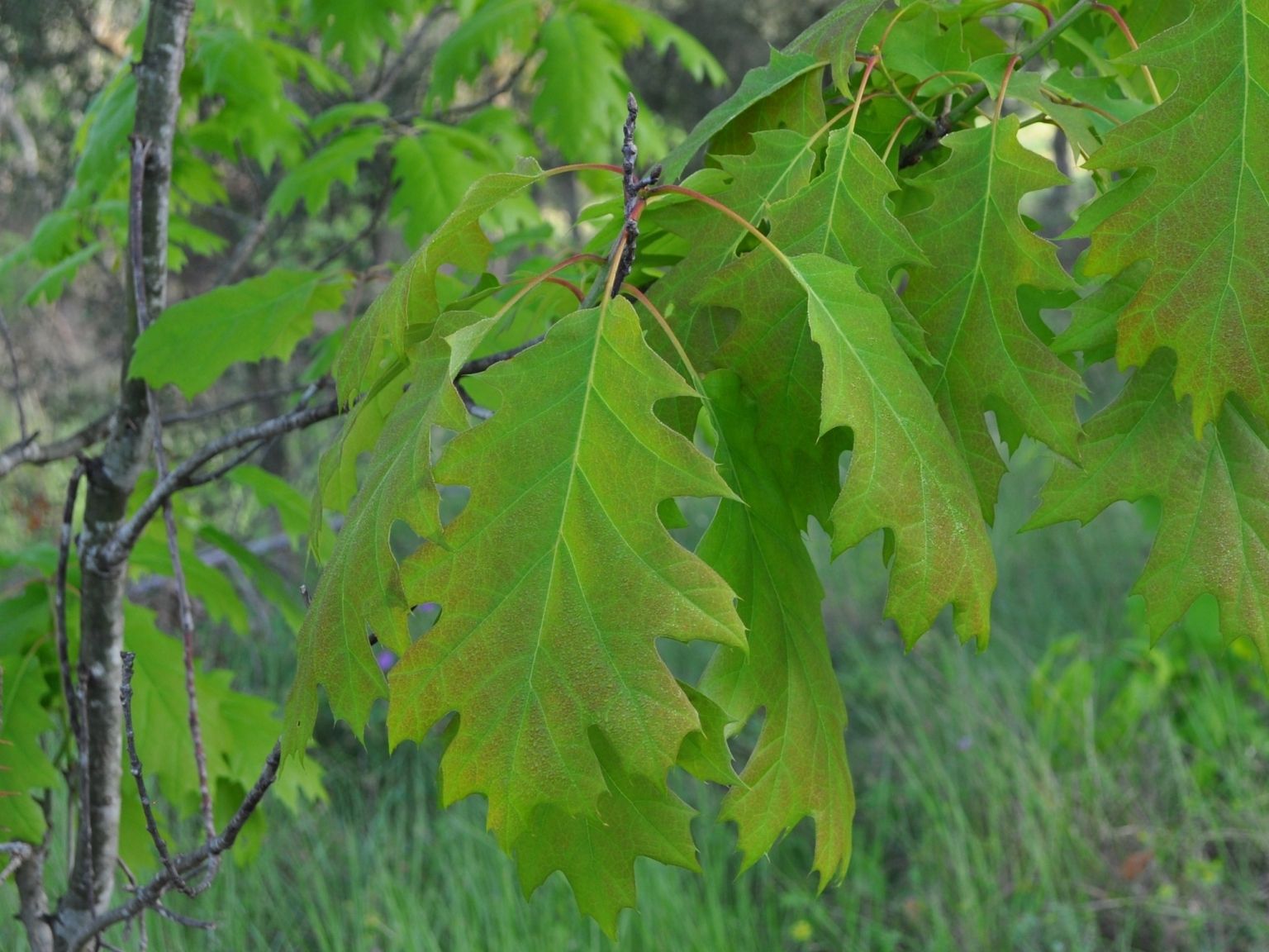 Quercus rubra